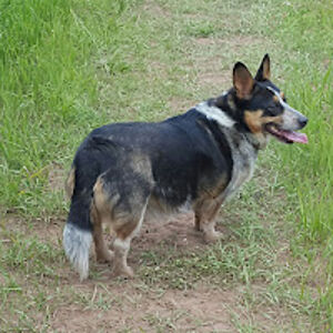 taffyplaisted avatar