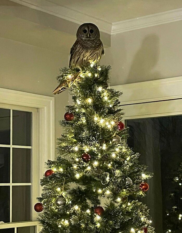 Owl perched on a lit Christmas tree with red and silver ornaments, showcasing ridiculous home decor and DIY humor.