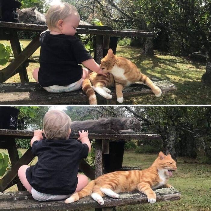 Toddler bonding with two cats on a rustic wooden bench in a sunny garden showing unexpected animal friendship.