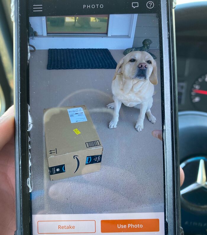 Delivery confirmation pic showing a package left by a delivery driver next to a sitting Labrador dog on a doorstep.