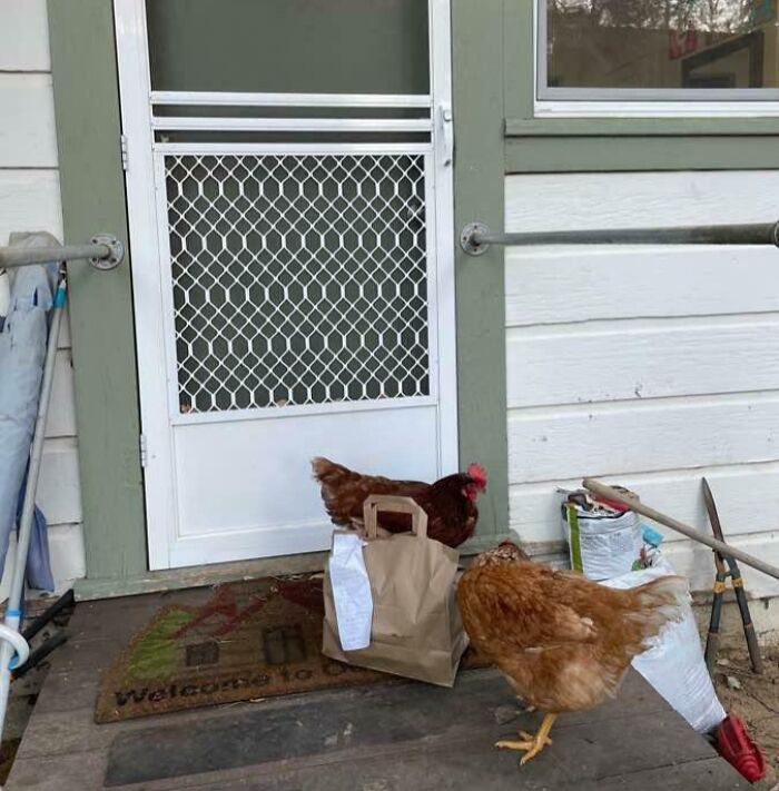 Two chickens near a paper bag on a porch as a funny delivery confirmation pic sent by a driver to customers.