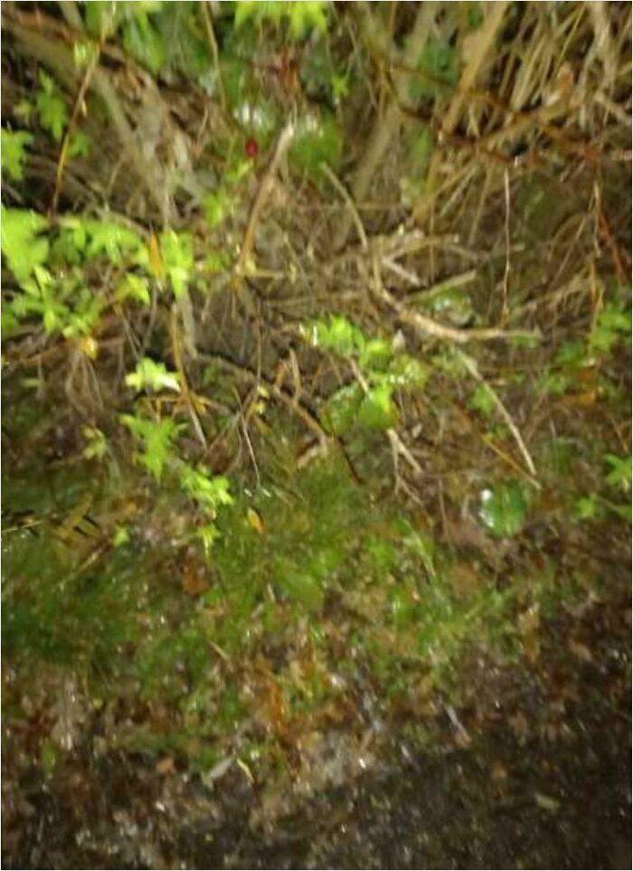 Delivery confirmation pic showing a hidden package camouflaged among bushes and leaves on a forest floor at night.