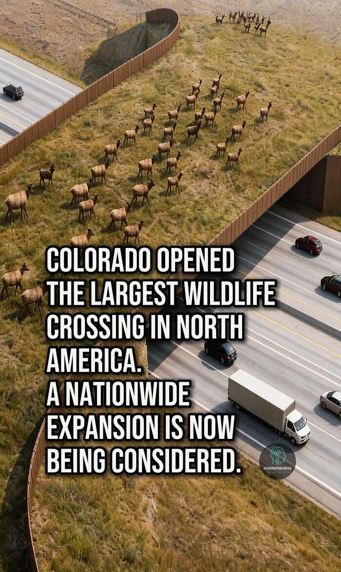A large wildlife crossing in Colorado with animals walking safely over a highway, showcasing recent good things.
