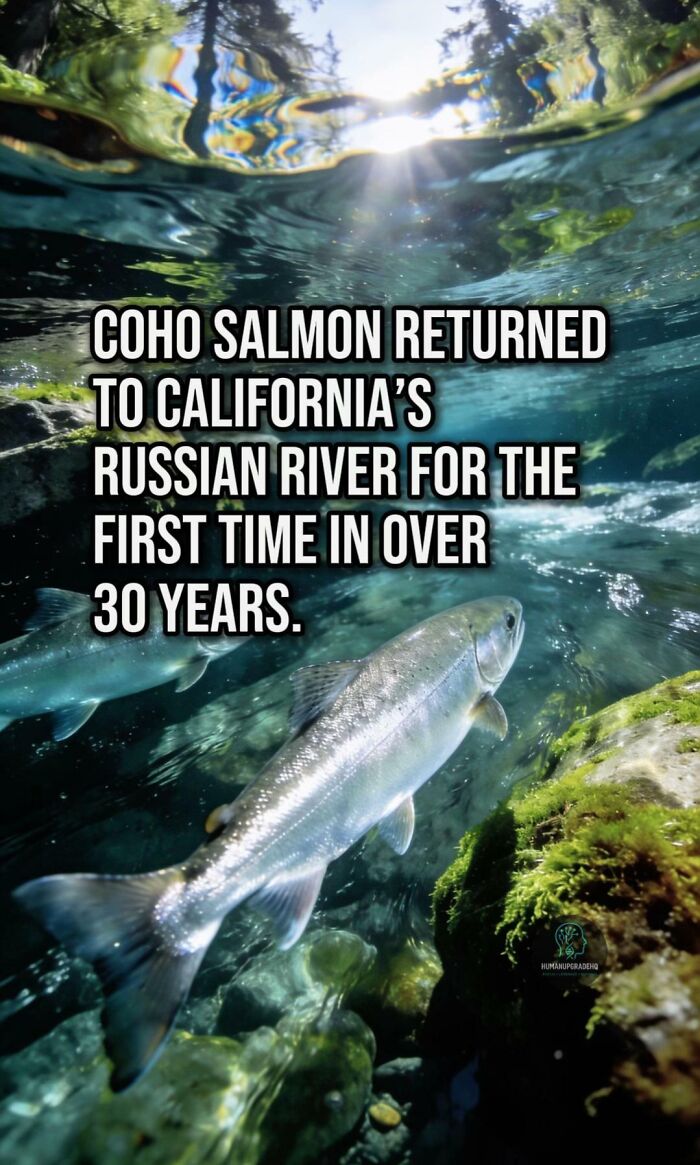 Coho salmon swimming underwater in California’s Russian River, a positive recent event from good things that happened.