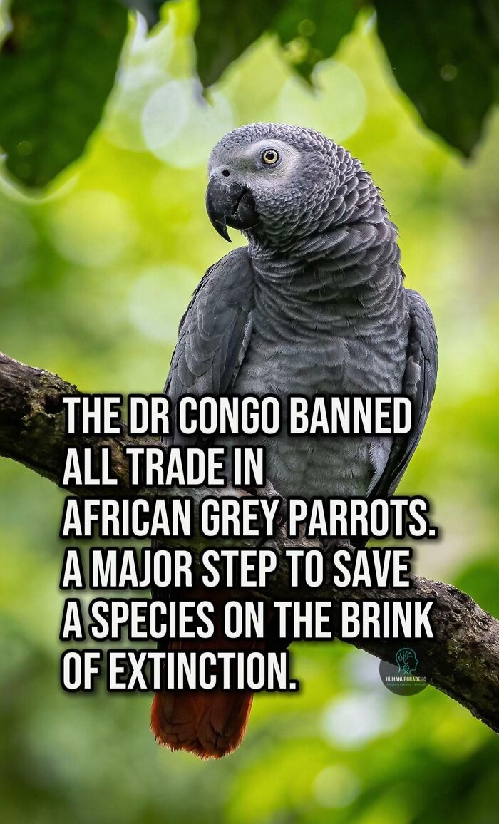 African grey parrot perched on a branch symbolizing good things that happened recently for wildlife conservation.