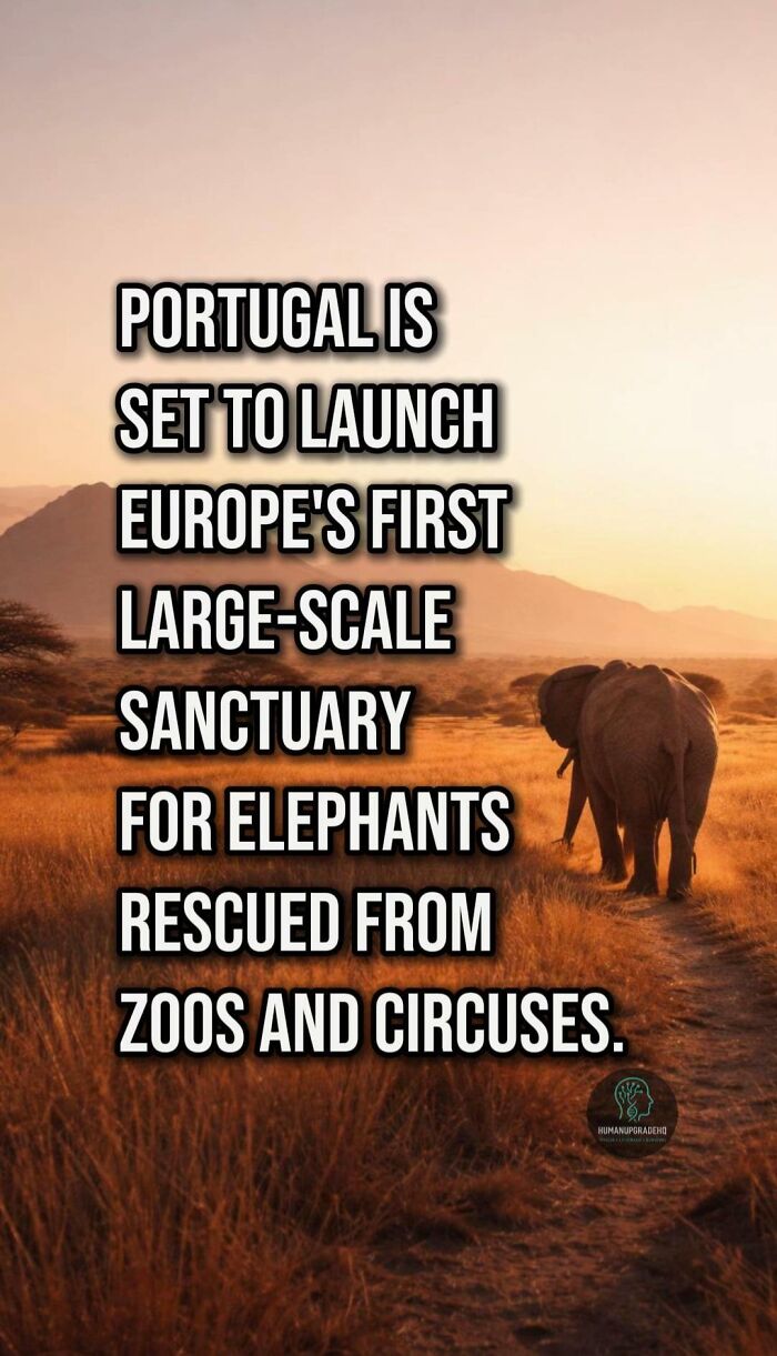 Elephant walking in sunset landscape with text about Europe’s first large-scale elephant sanctuary launch in Portugal.