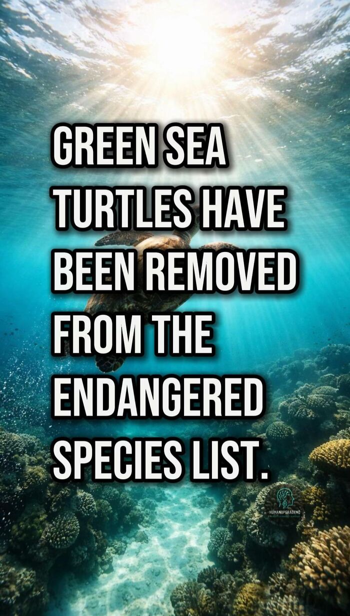 Green sea turtles swimming underwater, highlighting good things that happened recently including conservation success.