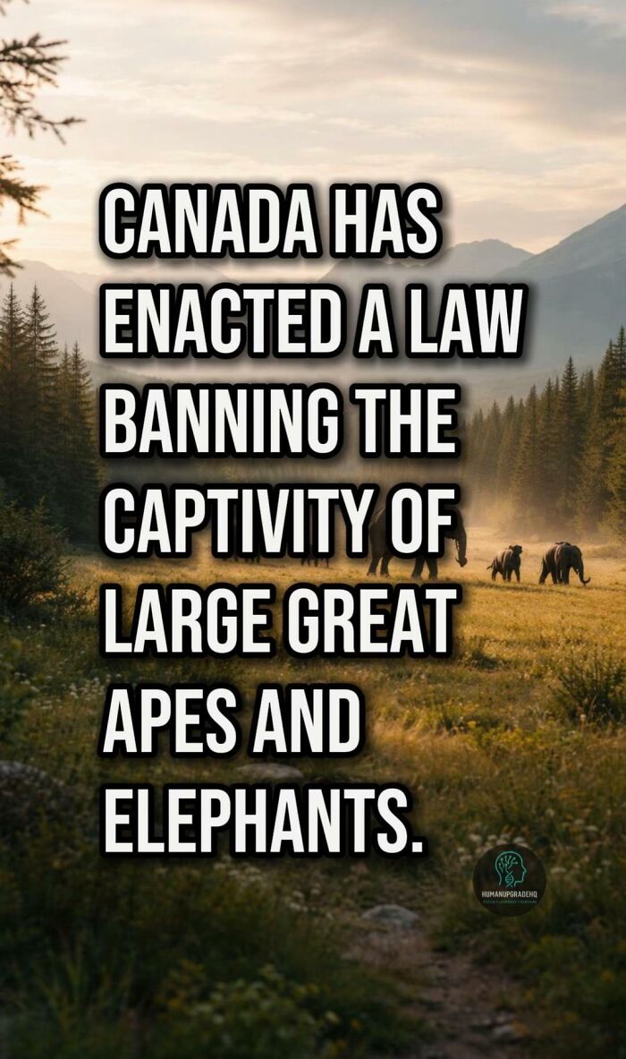 Scenic mountain landscape with wild animals, highlighting good things that happened banning captivity of great apes and elephants.