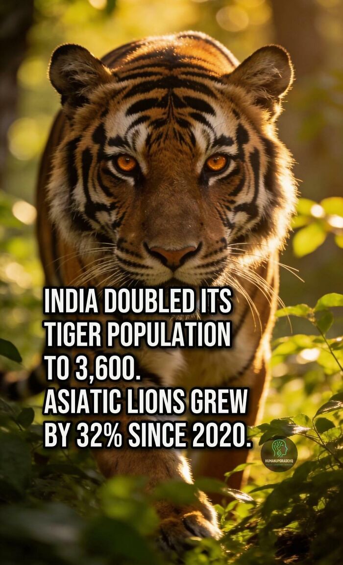 Close-up of a tiger in sunlight highlighting good things that happened recently with tiger population growth in India.