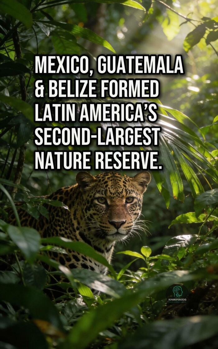 Jaguar resting in dense green forest representing good things that happened recently in nature reserve conservation.