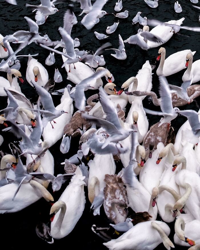 Congregation Of The Waterfowl