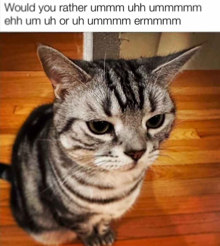 Gray tabby cat sitting on wooden floor with funny confused text above, part of cat memes from cutecats.exe collection.