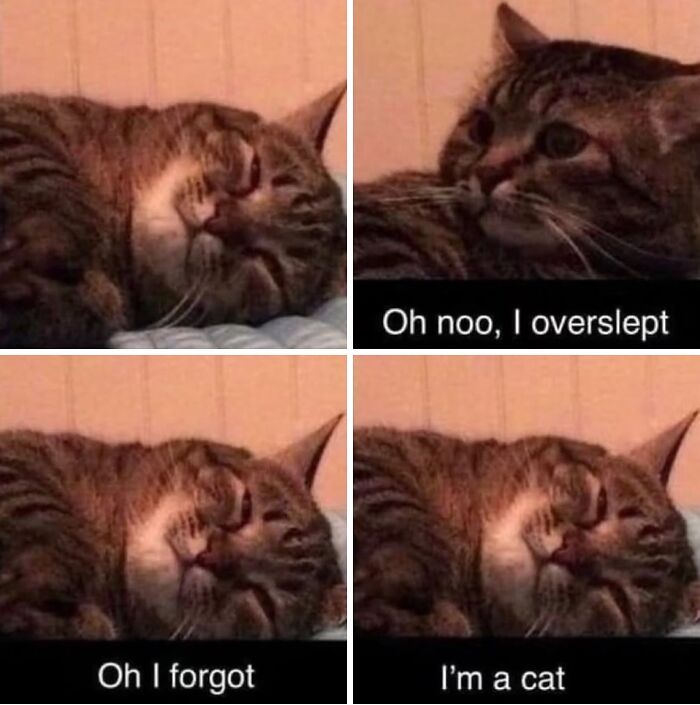 Four-panel cat meme showing a sleeping tabby cat with captions about oversleeping and forgetting because it is a cat.