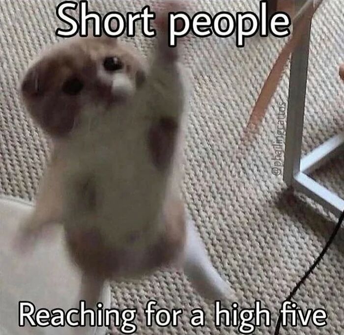 Blurry small cat standing on carpet reaching upward, humorous cat meme about short people and high fives.