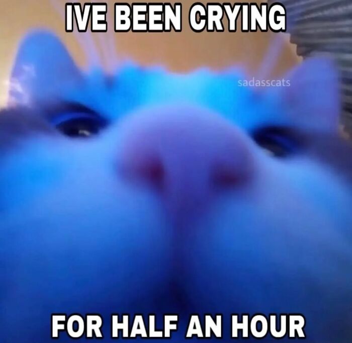 Close-up of a cat's face with meme text about crying, featuring popular cat memes from Cutecats.exe collection.