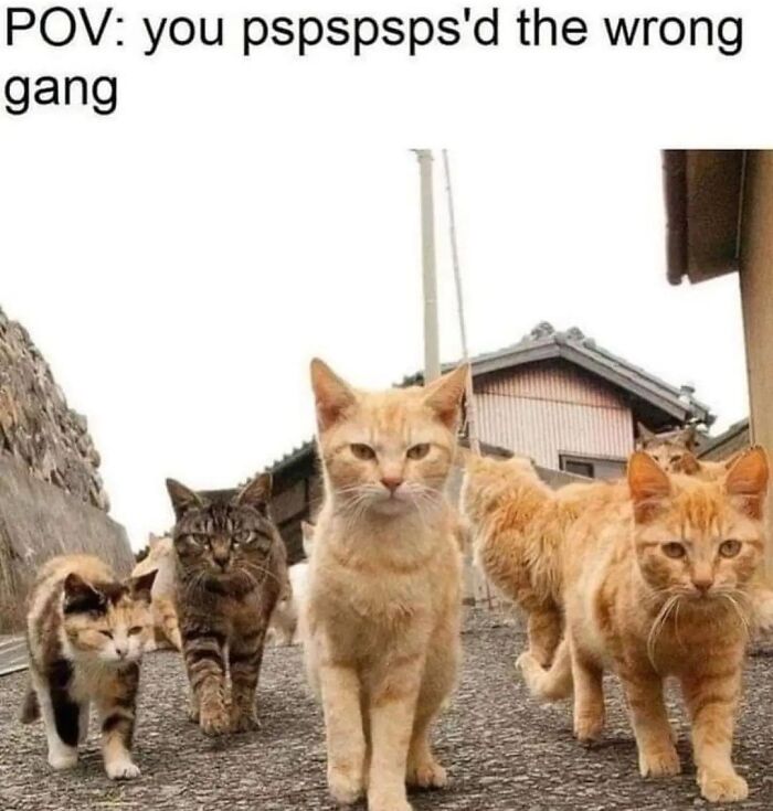 Several cats walking confidently on a path with a humorous caption about cat memes from Cutecats.exe.