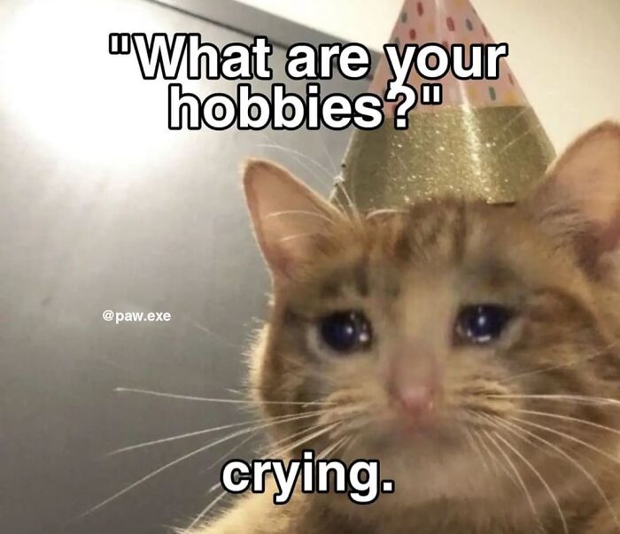 Sad cat wearing a party hat with text about hobbies and crying, a funny cat meme from cutecats.exe collection.
