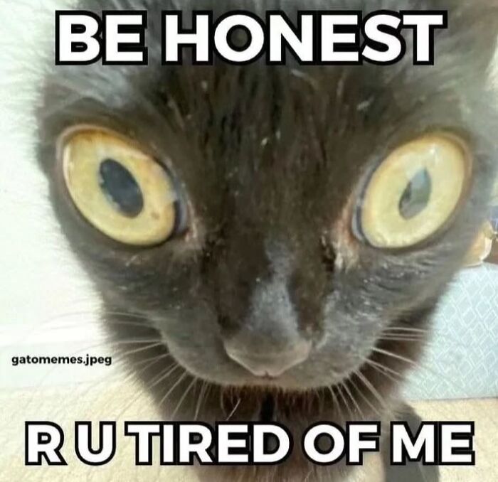 Close-up of a black cat with wide eyes and meme text, related to funny cat memes from cutecats.exe collection.