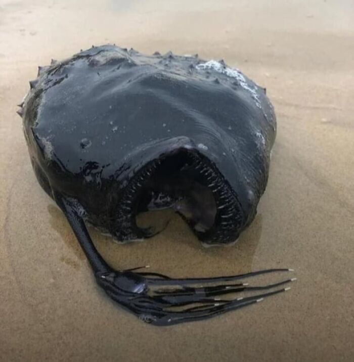 Dark unusual ocean creature with sharp teeth and tentacles lying on wet sand in an unexpected ocean photo that might freak you out