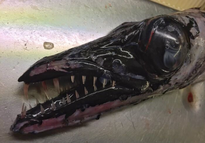 Close-up of a deep-sea fish with sharp teeth and bulging eye in an unexpected ocean photo that might freak you out.
