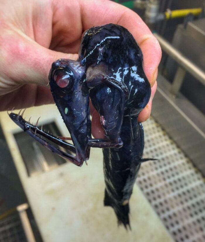 Close-up of a rare deep sea creature with sharp teeth held by hand, showcasing unexpected ocean life details.