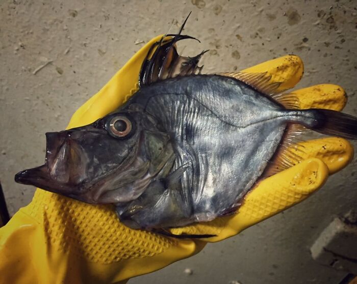 Gloved hand holding an unusual dark ocean fish with large eye and sharp fins against a plain background.