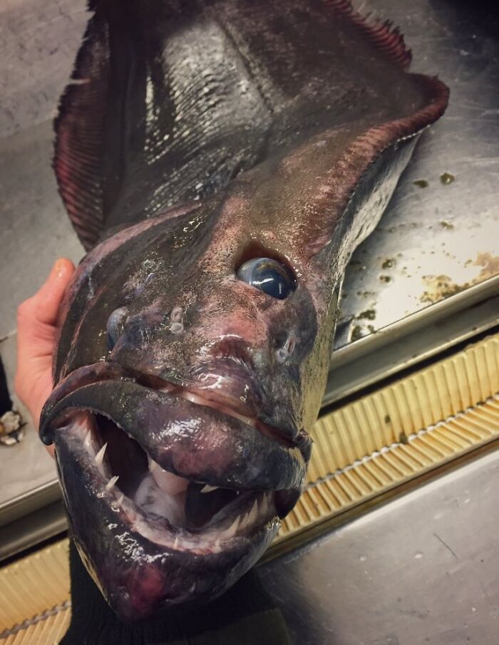 Close-up of a strange deep-sea fish with sharp teeth being held, showcasing unexpected ocean photos that might freak you out.