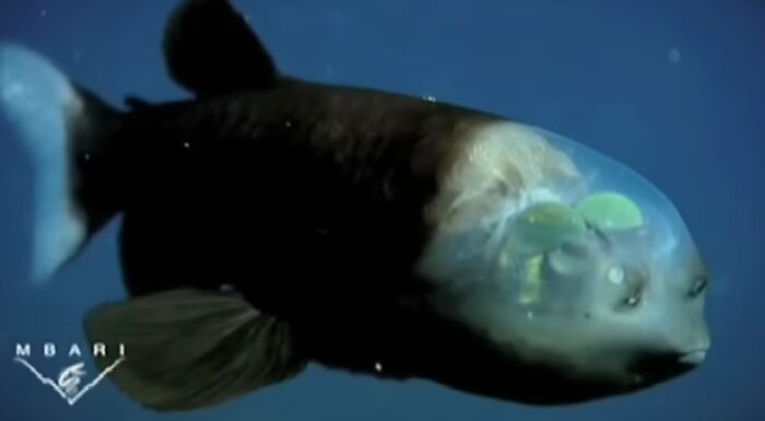 Deep-sea fish with a transparent head revealing internal organs captured in unexpected ocean photos.