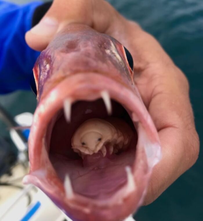 Close-up of an ocean fish with sharp teeth and an unexpected marine creature inside its wide-open mouth.