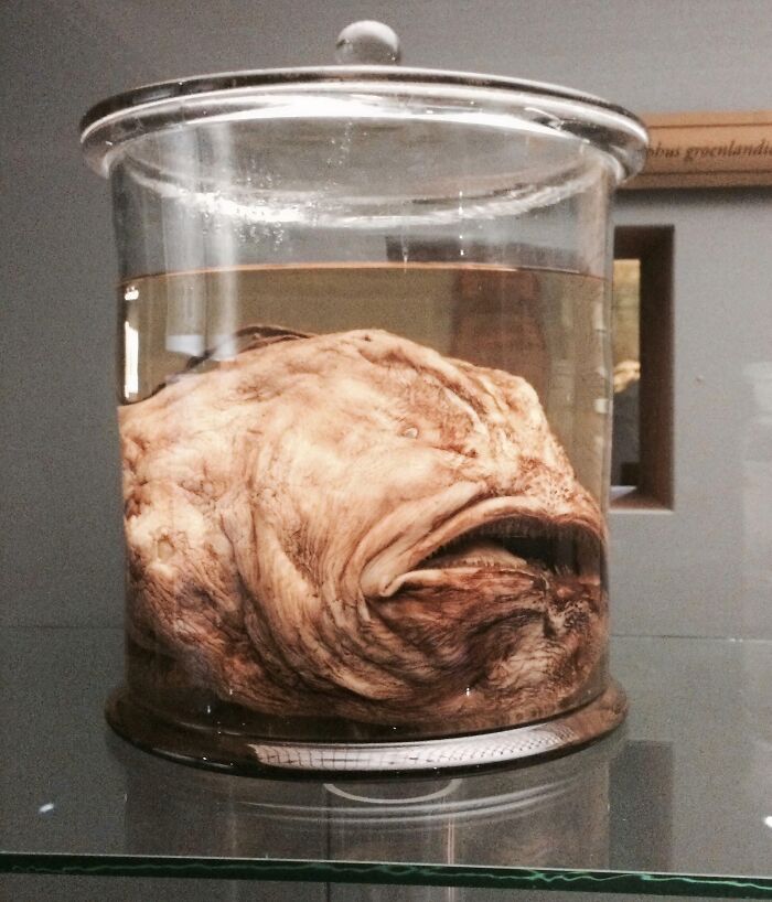 Preserved unusual ocean specimen with a distorted face in a glass jar, showcasing unexpected ocean photos that might freak you out.