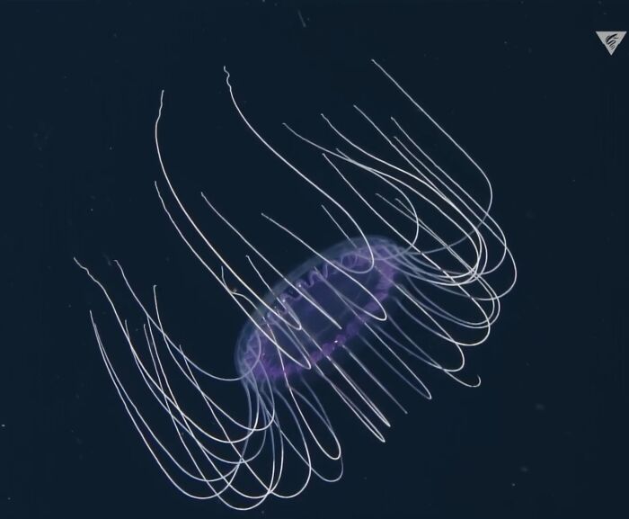 Transparent jellyfish with long, thin tentacles glowing faintly in deep dark ocean, an unexpected ocean photo.