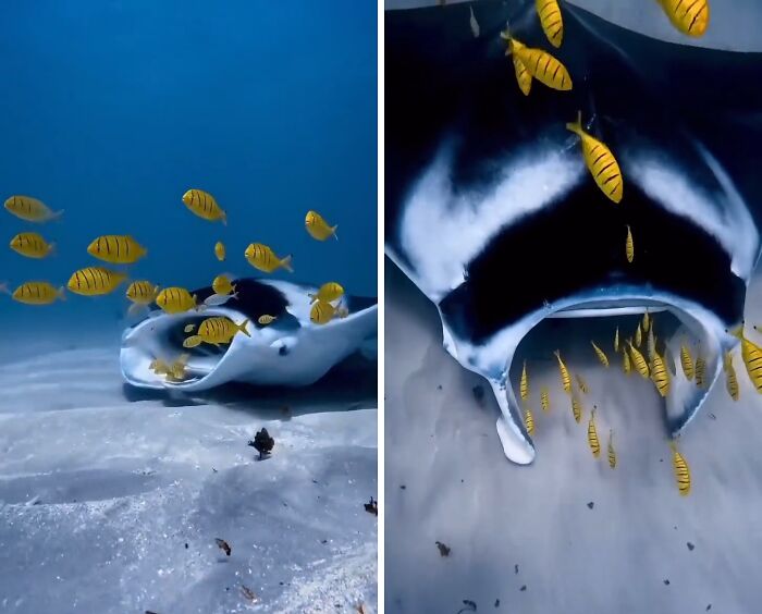 Manta ray with yellow fish swimming around its mouth underwater in an unexpected ocean photo scene.