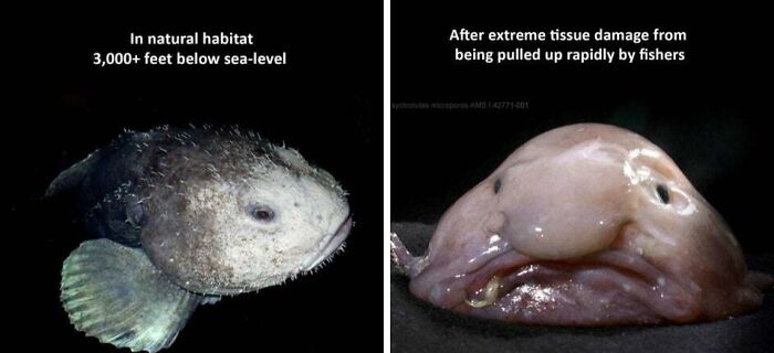 Deep-sea fish in natural habitat 3,000+ feet below sea level and after extreme tissue damage from rapid fishing pull.