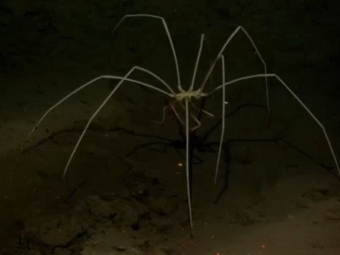 Deep-sea creature with long legs walking on the ocean floor in an unexpected ocean photo that might freak you out
