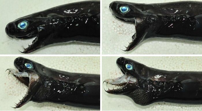 Close-up collage of an unusual deep-sea creature with sharp teeth and blue eyes in unexpected ocean photos.