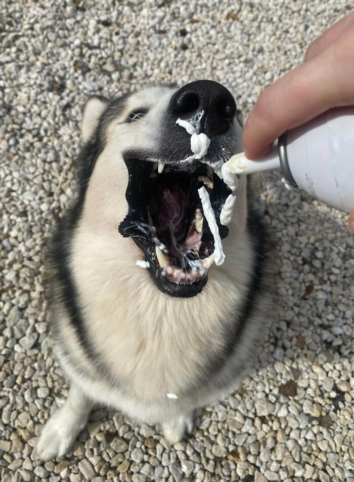Husky dog eagerly catching whipped cream from a can, showcasing goofy and hilarious dog behavior outdoors on gravel.