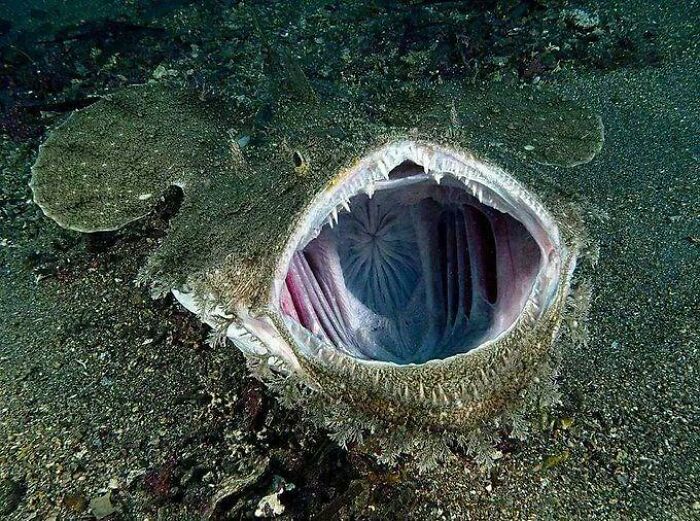 Terrifying anglerfish on ocean floor with wide open mouth showing sharp teeth