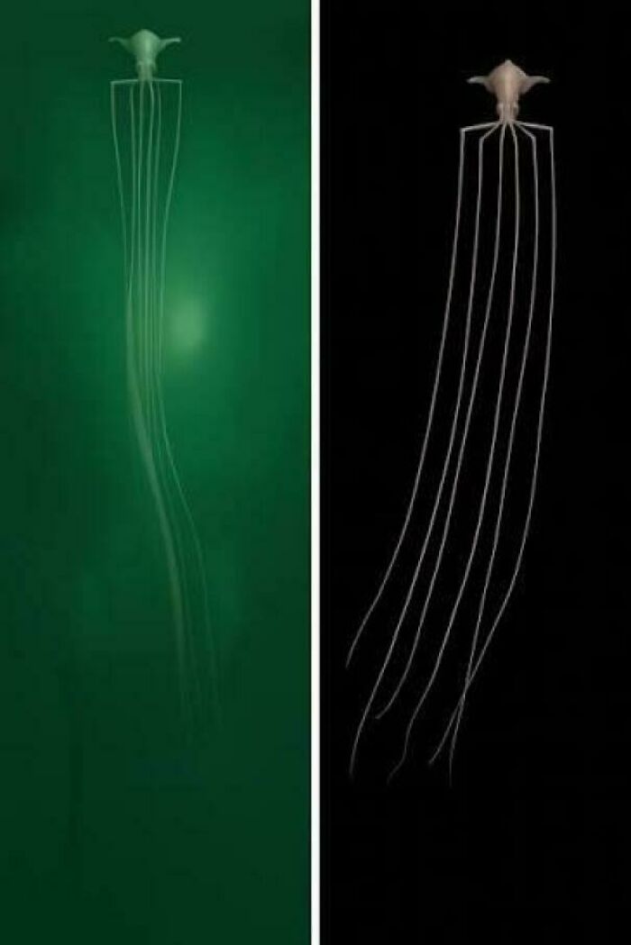 Deep sea creature with long tentacles in dark water marine life