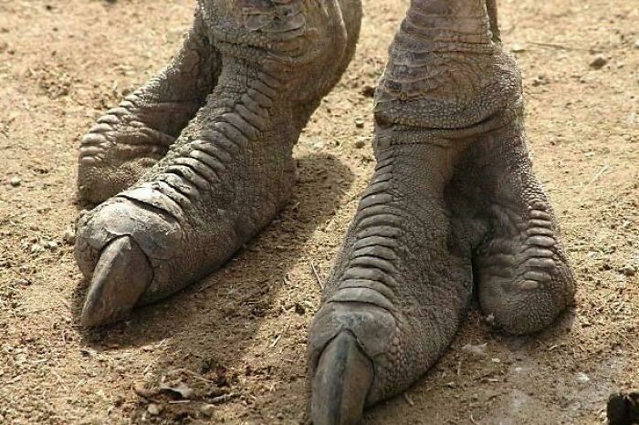 Close-up of large textured bird feet with claws on dry dirt ground