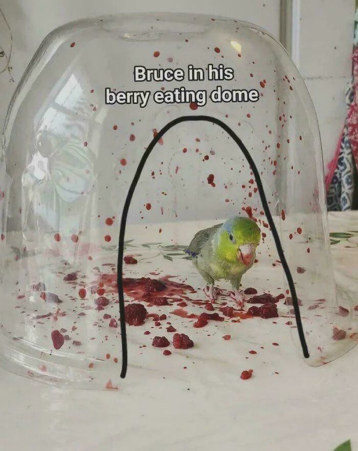 Small bird inside a berry-stained dome eating berries on white surface