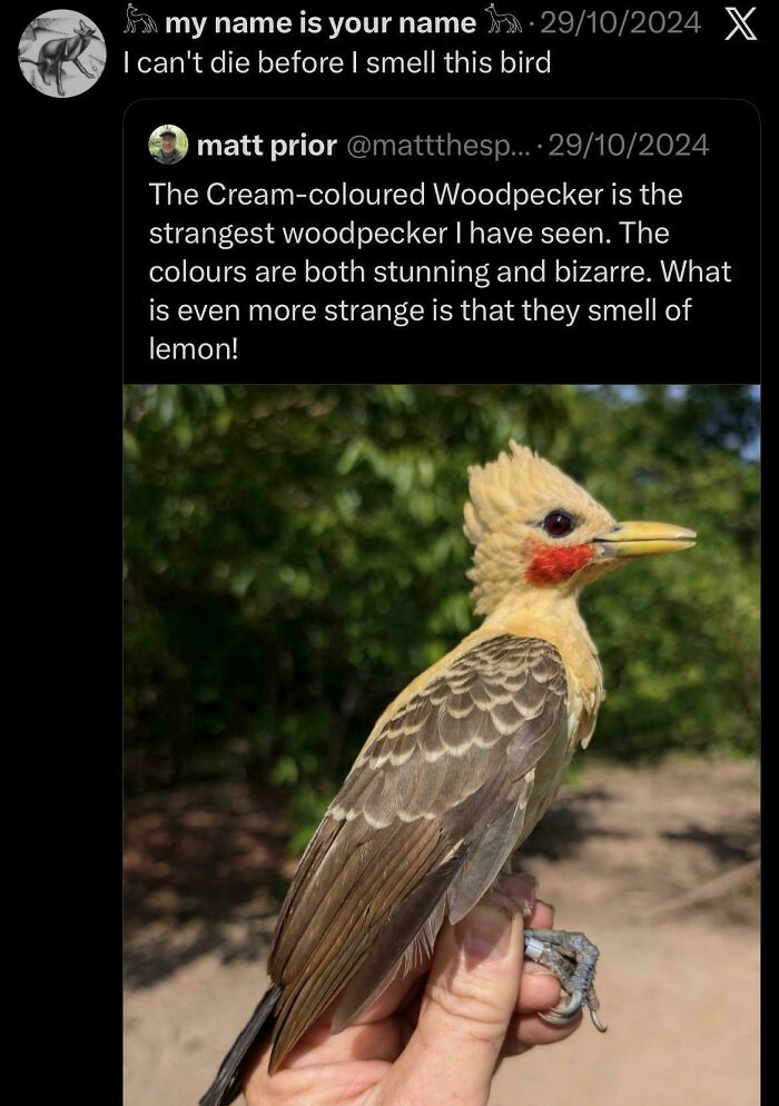 Unhinged sentences about the cream-coloured woodpecker with stunning, bizarre colors that smell like lemon, leaving everyone speechless.