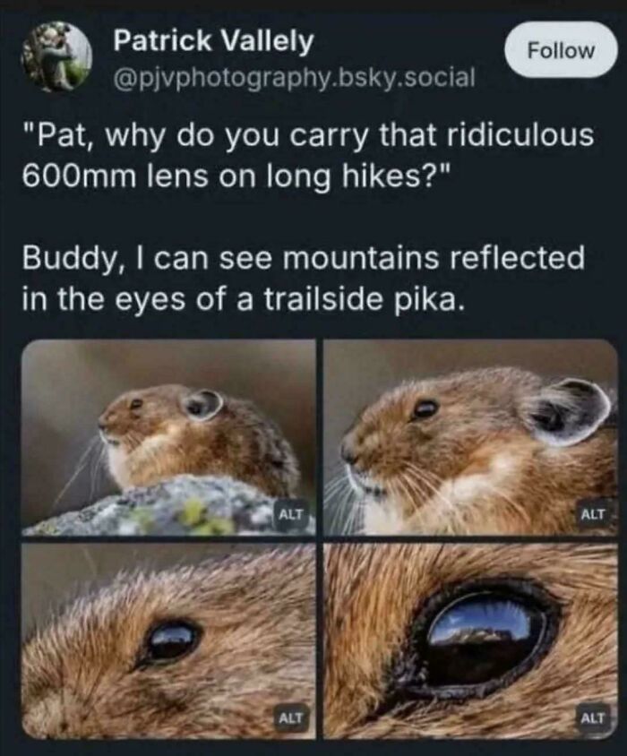 Close-up images of a trailside pika showing mountain reflections in its eye, illustrating unhinged sentences that leave everyone speechless.