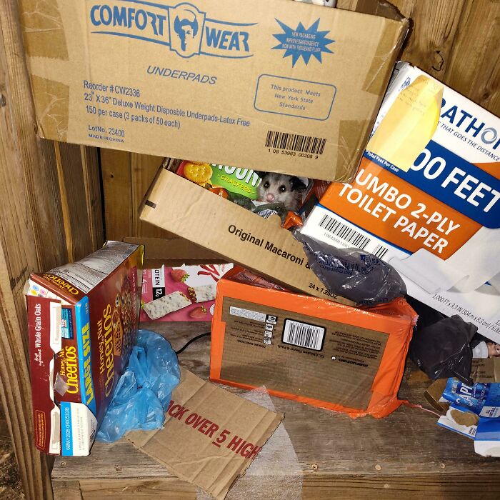 A small possum peeks out from amidst boxes of discarded items, including toilet paper and cereal, discovered while dumpster diving.