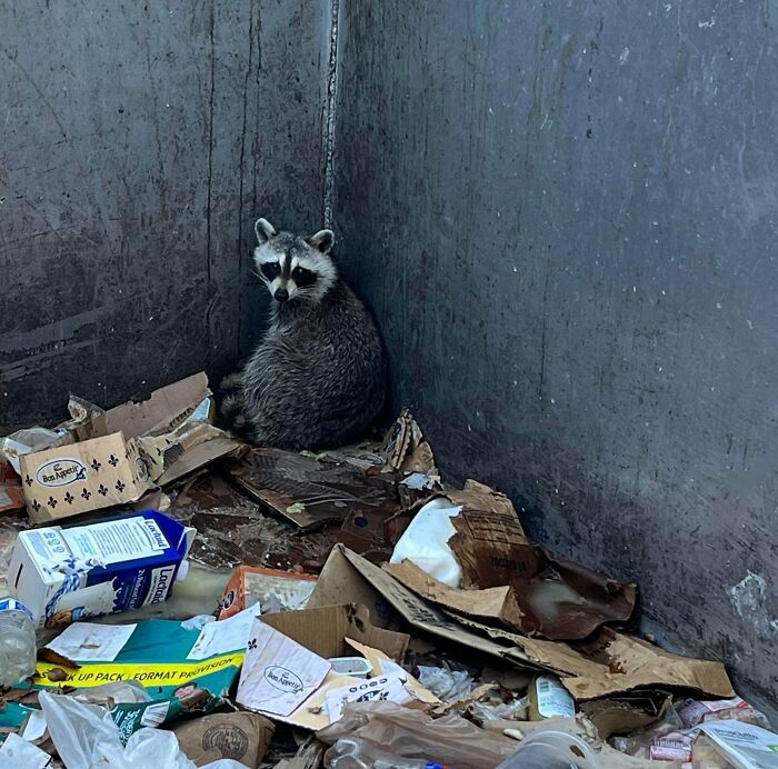 A raccoon sitting in the corner of a dumpster filled with trash and cardboard, a common sight during dumpster diving.