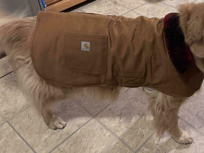 A golden retriever dog wearing a brown Carhartt coat, a lucky find from dumpster diving, stands on a tiled floor.