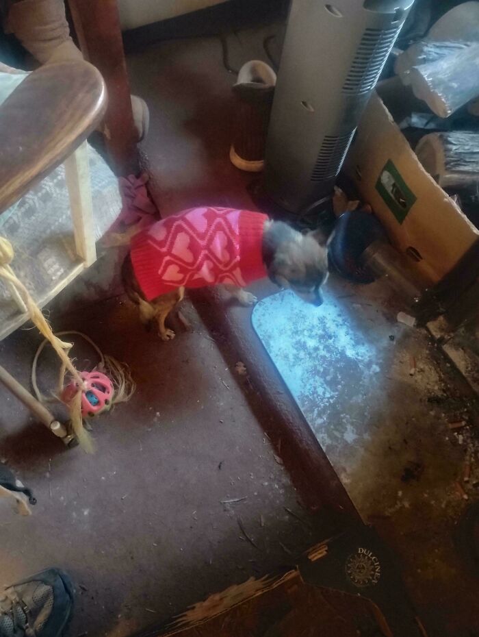 A small dog in a pink sweater stands on a messy floor next to a bright blue glowing puddle, showcasing a lucky dumpster diving find.