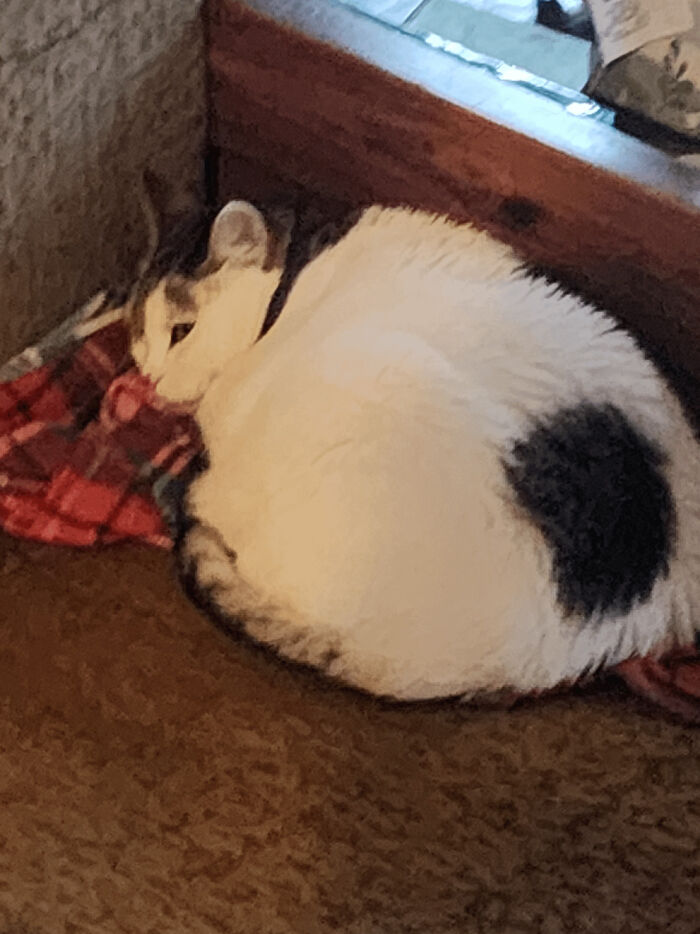 A cute cat curled up on a plaid blanket, a lucky find during dumpster diving.