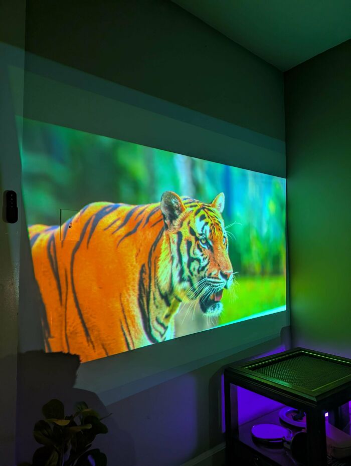 A vibrant tiger projected on a wall, a lucky find while dumpster diving, creating a dramatic focal point in the room.