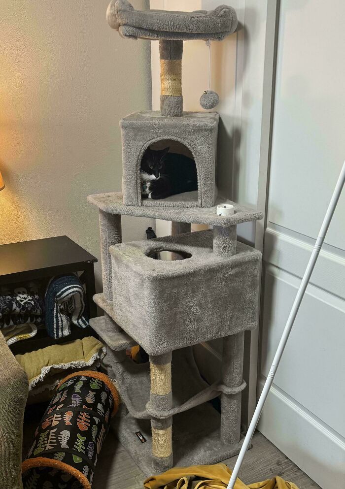 A black and white cat relaxing inside a grey cat tree, an unexpected item from dumpster diving.