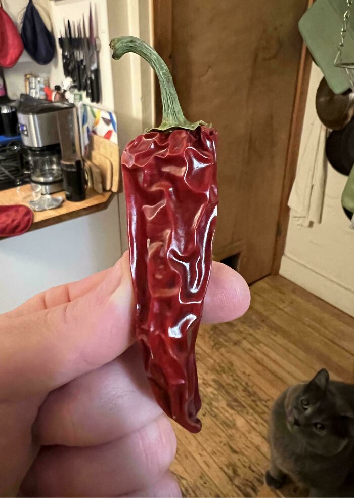 A hand holding a dried red chili pepper with a cat in the blurry background, one of many mildly interesting pictures.